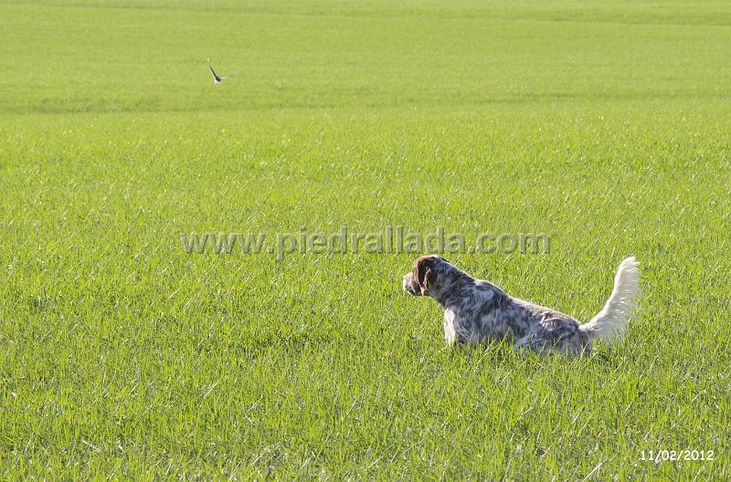 DSC_0053.jpg - Un buen punto sobre perdiz en Andalucía