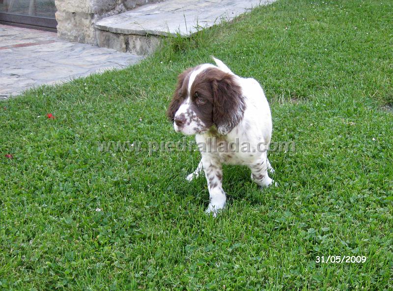 IMG_2055.JPG - Mambo en muestra con mes y medio