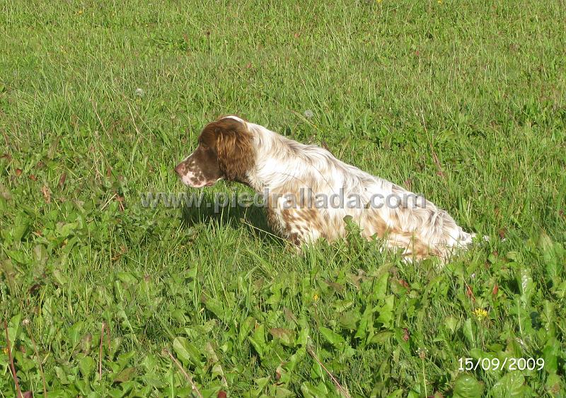 IMG_2702.JPG - Mambo con cinco meses y su primera codorniz