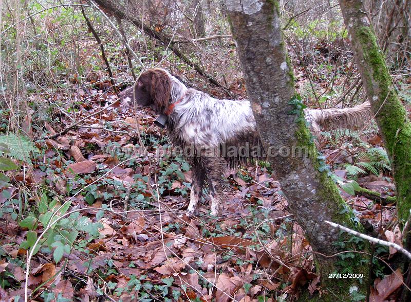 IMG_3314.JPG - Mambo con becada