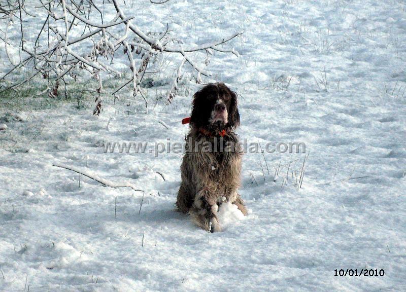 IMG_3360.JPG - Mambo con una fuerte nevada de enero en muestra con becada