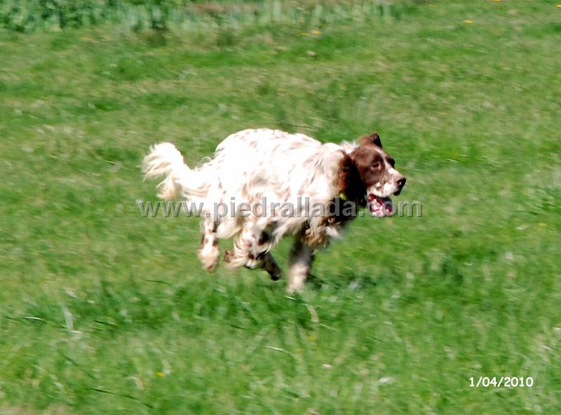 mambo_piedrallada_04.jpg - Mambo entrenando con un año