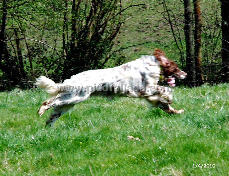 mambo_piedrallada_07.jpg - Mambo entrenando
