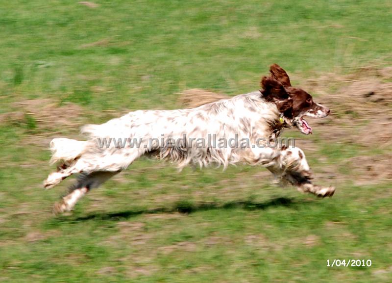 mambo_piedrallada_09.jpg - Mambo entrenando