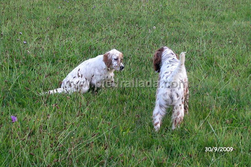 IMG_2805.jpg - Mambo  Mota con seis meses con codorniz
