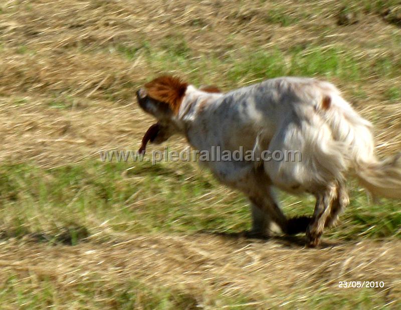 IMG_3789.JPG - Mandi al galope
