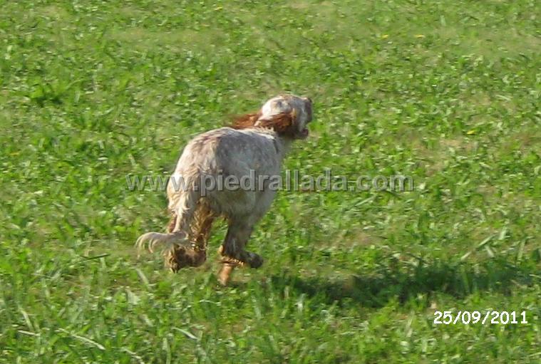 IMG_6145.jpg - Mozo al galope