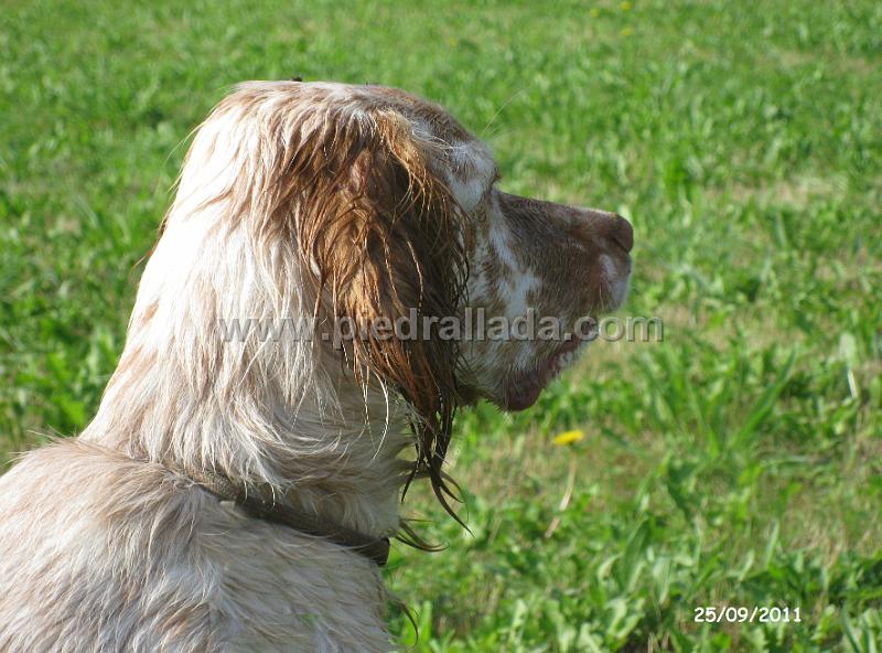 IMG_6151.jpg - Un primer plano de Mozo en muestra