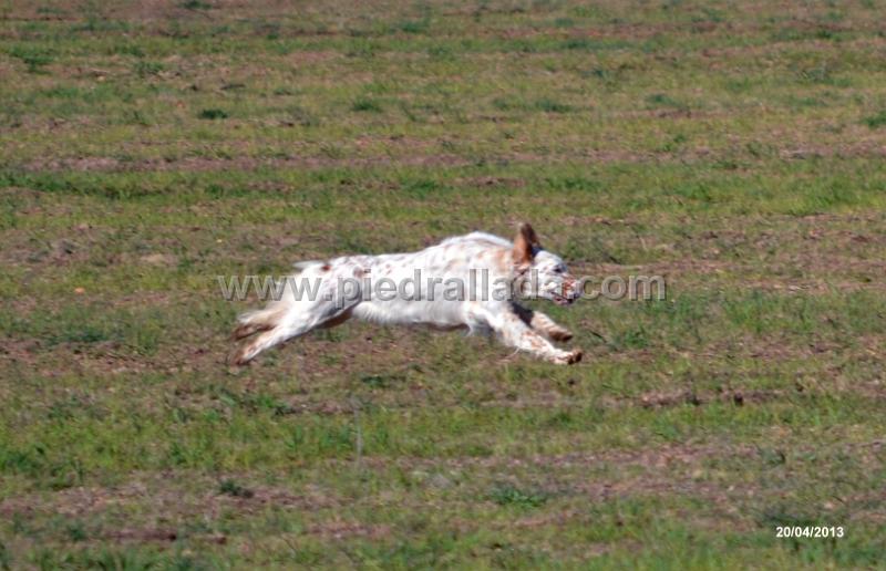 DSC_5365.jpg - AL Galope