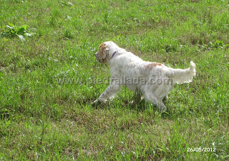 IMG_7253.JPG - Entrenando con codorniz