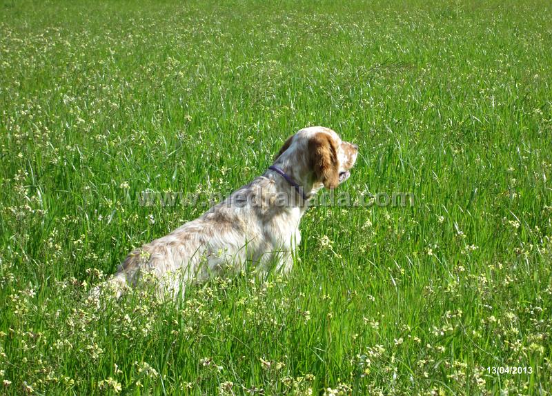 IMG_0014.JPG - Paco en muestra                               