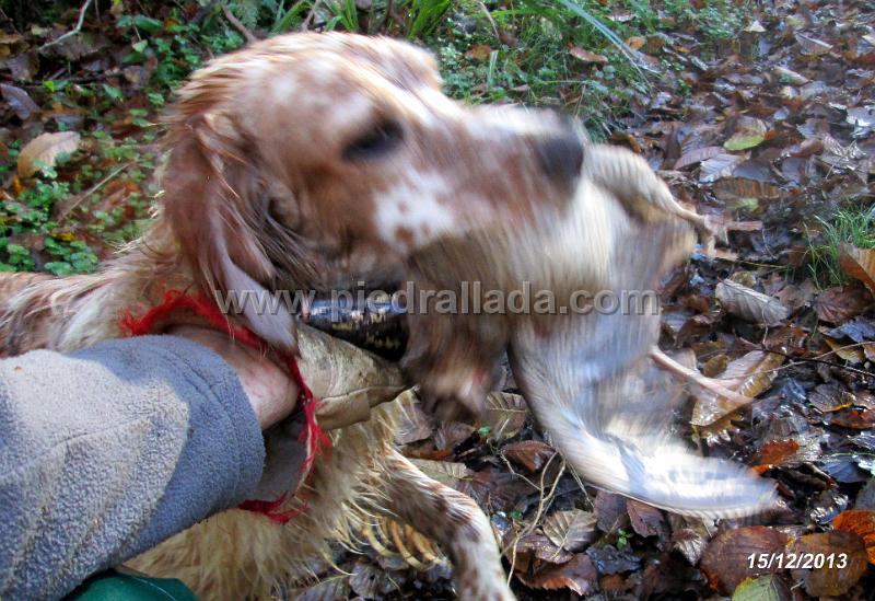 IMG_1147.JPG - Rota cobrando su primera becada