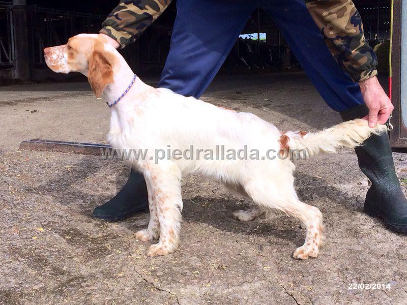 IMG_1109.JPG - Rumba recién salida de la peluquería con seis meses