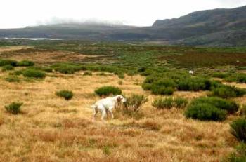 Perdices pardas en Sanabria