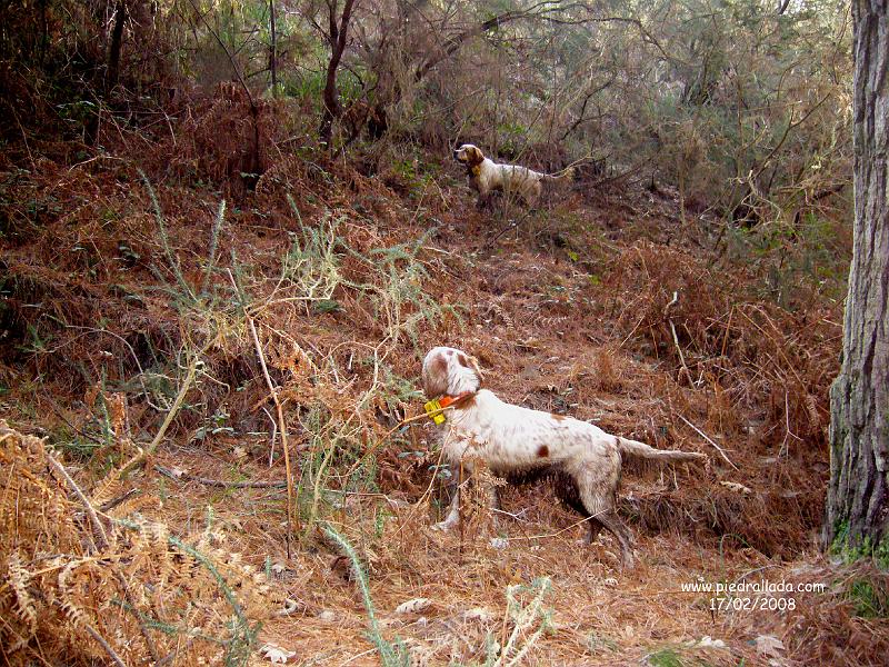 102_0401.JPG - de nuevo Gamba y Ecora con la misma becada