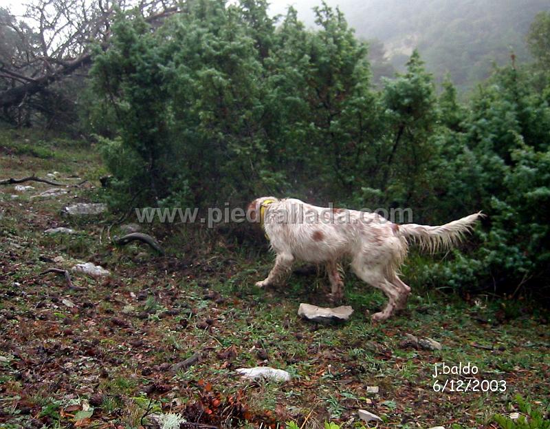 124_2440.JPG - Ecora con las becadas Alavesas