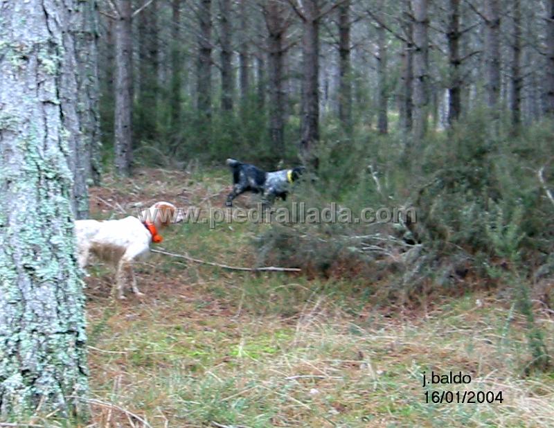 Roscales2550.jpg - Athos y Ecora con becada