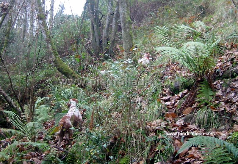 Sueve_3866.jpg - SUEVE