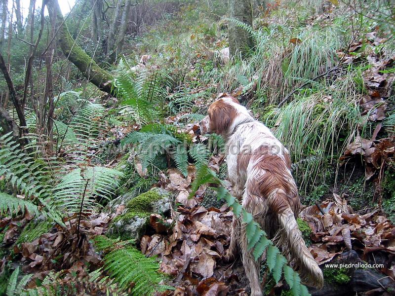 Sueve_3867.jpg - SUEVE