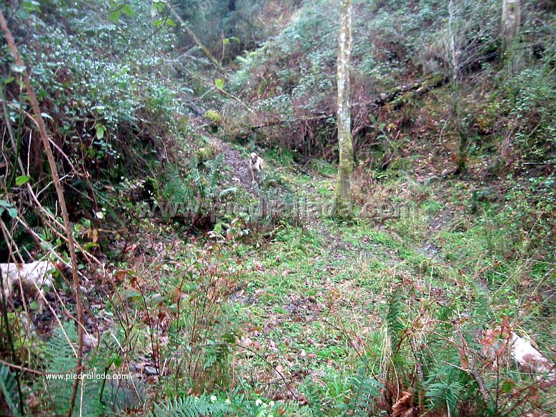 Sueve_3868.jpg - SUEVE