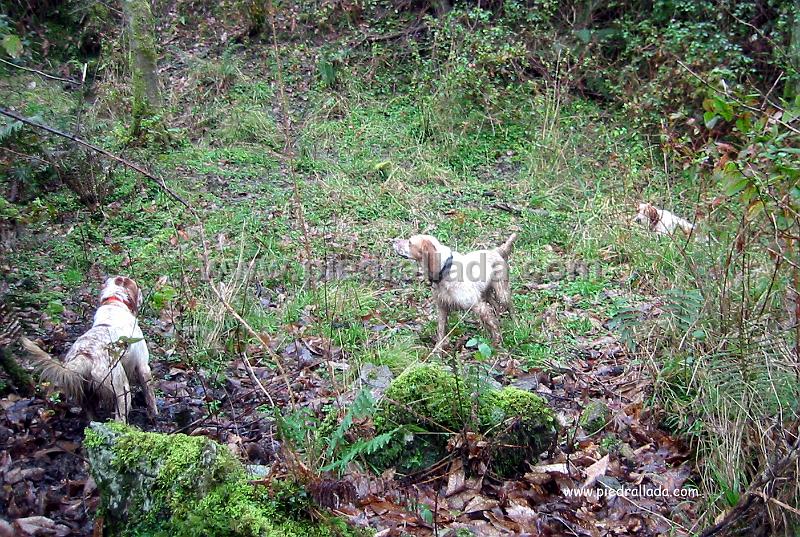 Sueve_3870.jpg - SUEVE