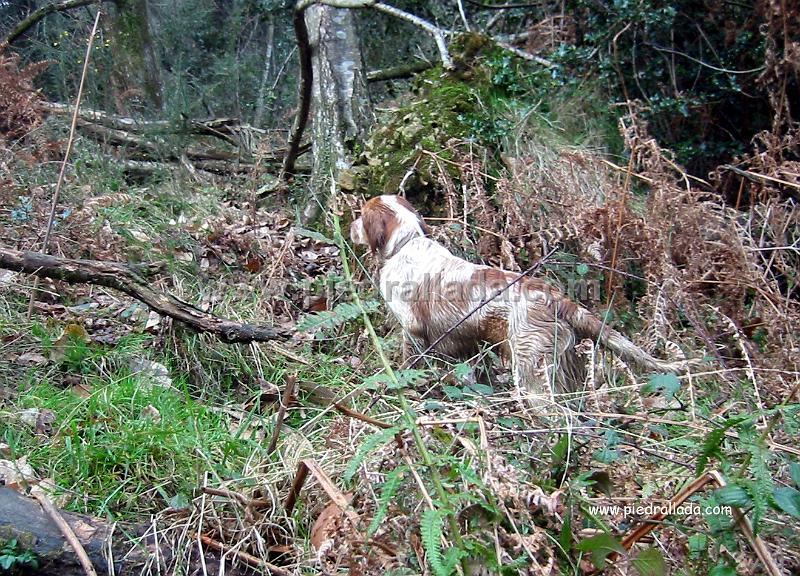 Sueve_3871.jpg - SUEVEHaro