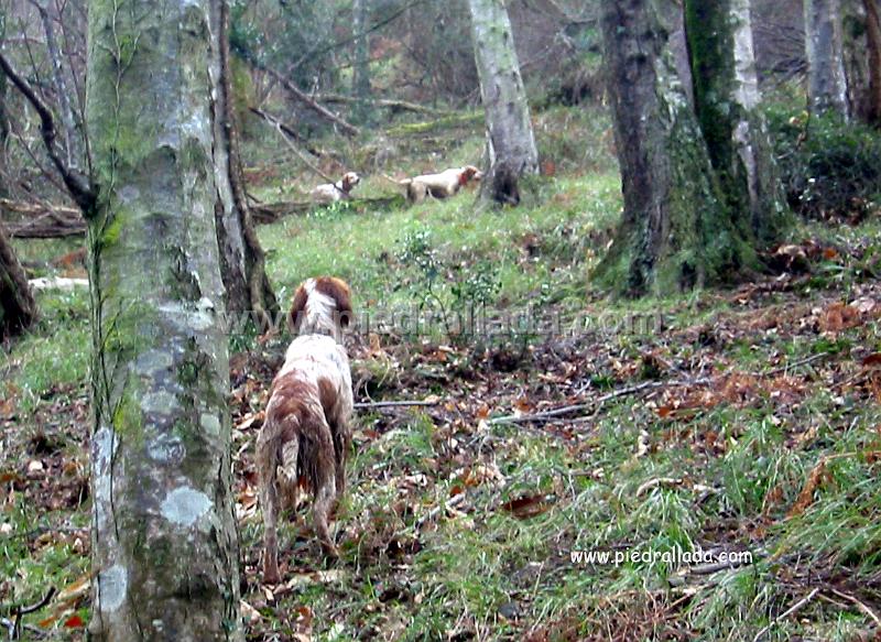 Sueve_3877.jpg - SUEVE