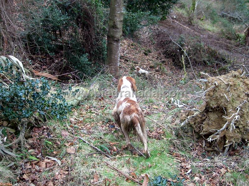 Sueve_3886.jpg - SUEVE