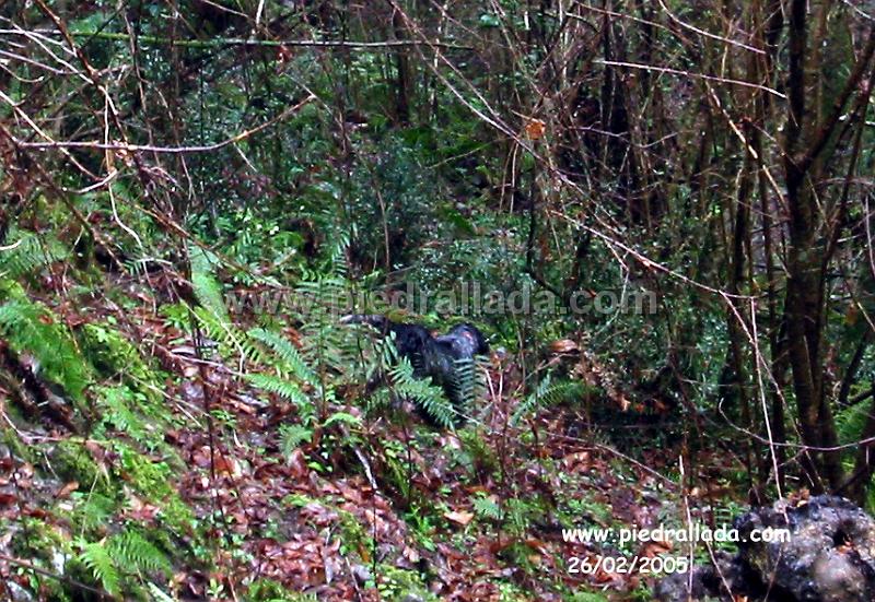 Sueve_3897.jpg - SUEVEAthos con becada