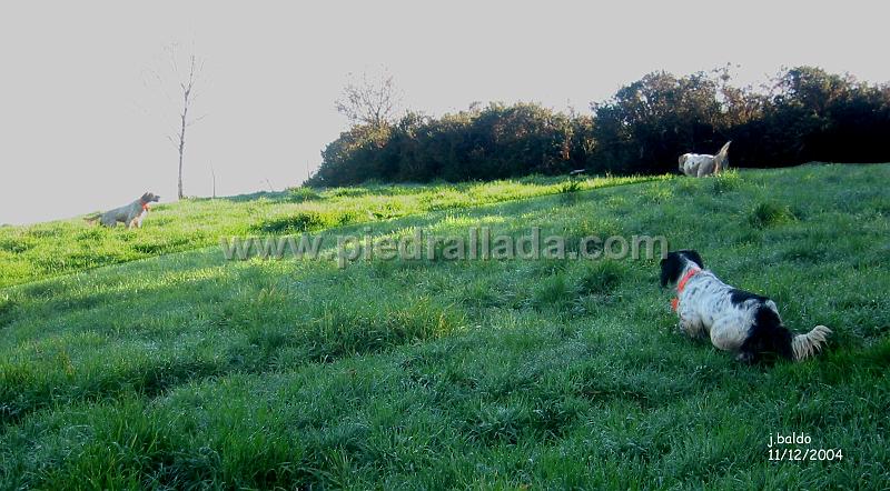 tineo_3666.jpg - TINEOGamba, Ecora y Tali con el caliente de la pastura de la mañana