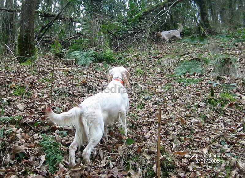 tineo_3757.jpg - TINEOEcora y Diva con becada