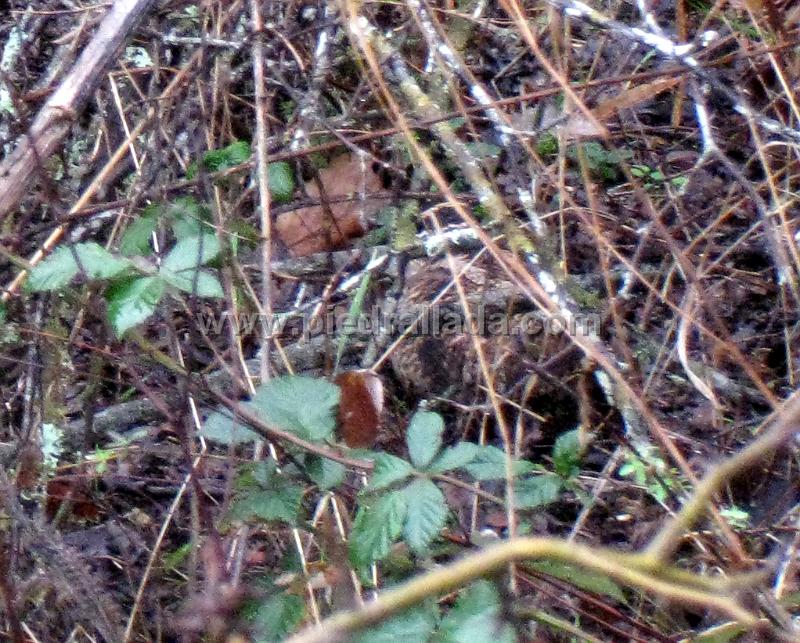 IMG_1079.JPG - ¿Dónde está Wally?