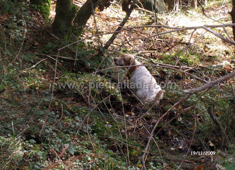IMG_3054.JPG - Gamba con becada