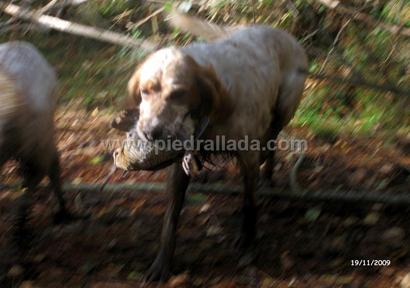 IMG_3061.JPG - Gamba cobrando su becada