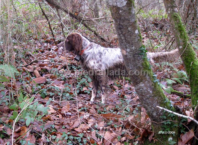 IMG_3314.JPG - Mambo con becada
