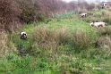 IMG_6951