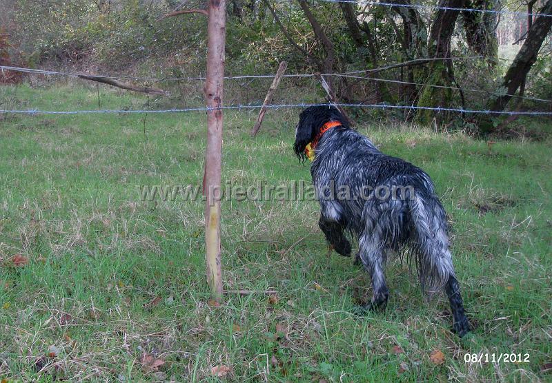 IMG_8221.JPG - Bilbo con becada