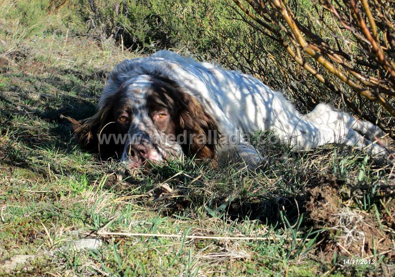 IMG_0920.JPG - Rouco descansando tras una dura jornada de montaña                               